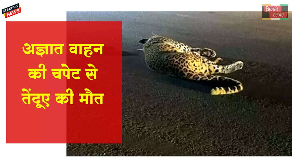 अज्ञात वाहन की टक्कर से तेंदुए की मौत