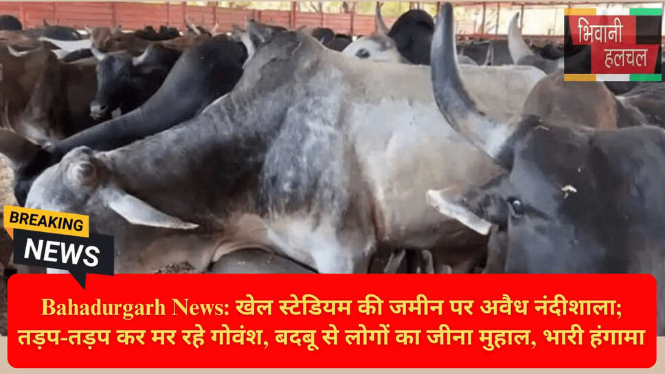 गौवंश की मौत बहादुरगढ़