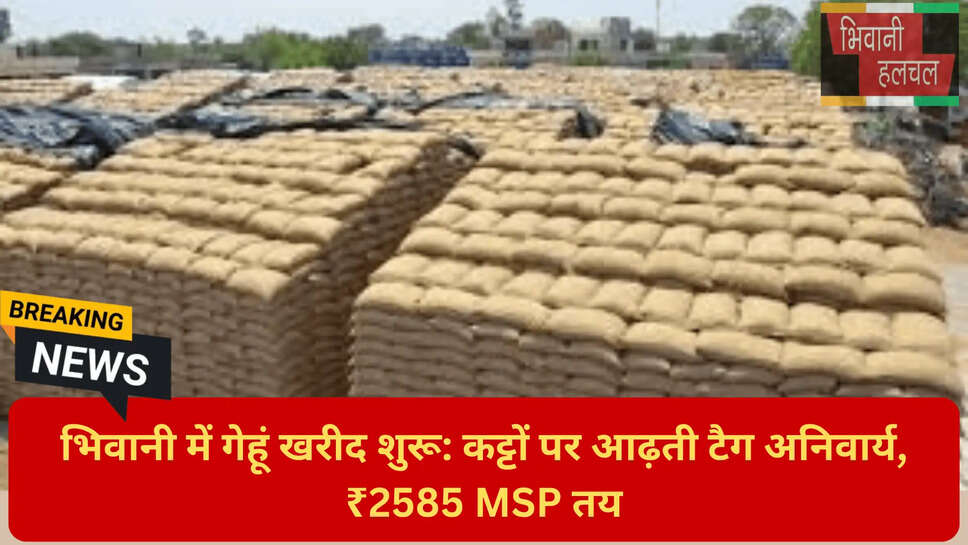 खुले में गेहूं भंडारण भिवानी