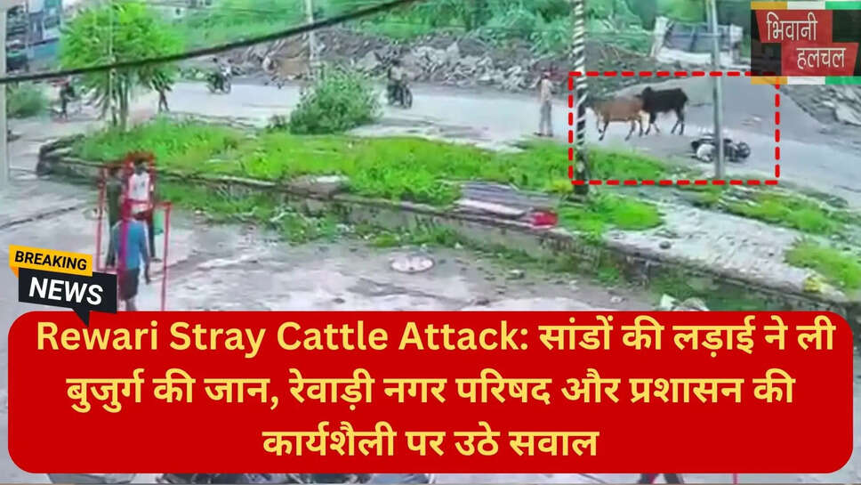 हरियाणा आवारा सांडों का आतंक