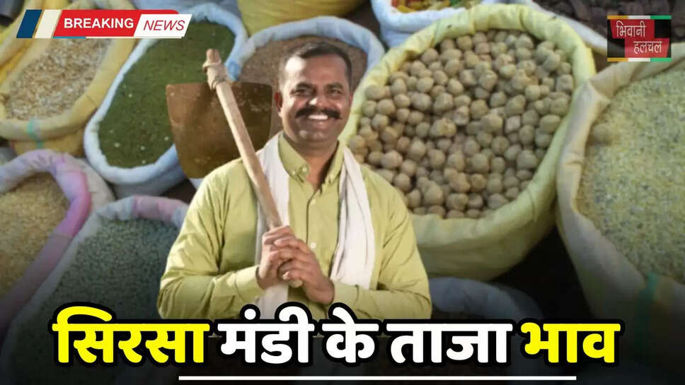 Mandi Bhav: हरियाणा की सिरसा मंडी के ताजा भाव हुए जारी, देखें आज के नए रेट 