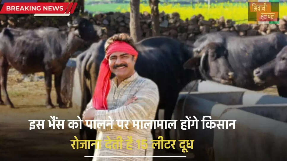 Surti Nasal Buffalo: इस भैंस को पालने पर मालामाल होंगे किसान, रोजाना देती है 15 लीटर दूध
