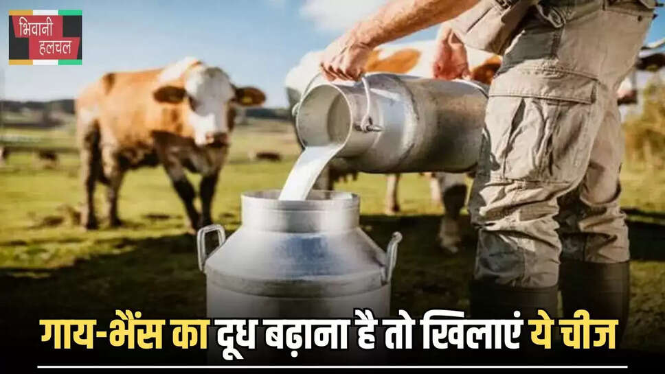 Increase Cow Milk