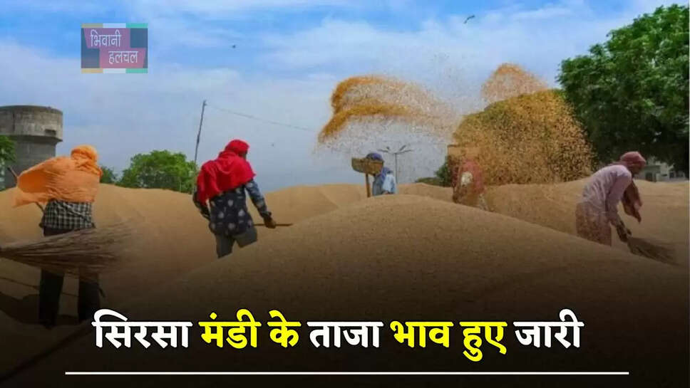 हरियाणा की सिरसा मंडी के ताजा भाव हुए जारी, देखें सभी फसलों के नए दाम
