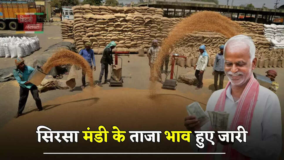 हरियाणा की सिरसा मंडी&nbsp;के ताजा भाव हुए जारी, देखें सभी के नए रेट