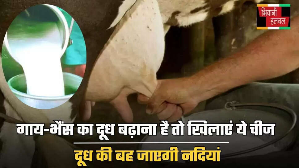 गाय-भैंस का दूध बढ़ाना है तो खिलाएं ये चीज, दूध की बह जाएगी नदियां