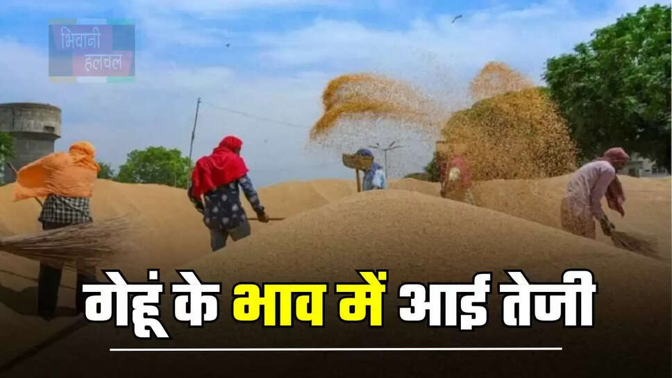 गेहूं के&nbsp;भाव में आई तेजी, देखें सभी मंडियों में किस रेट पर बिक रही फसल