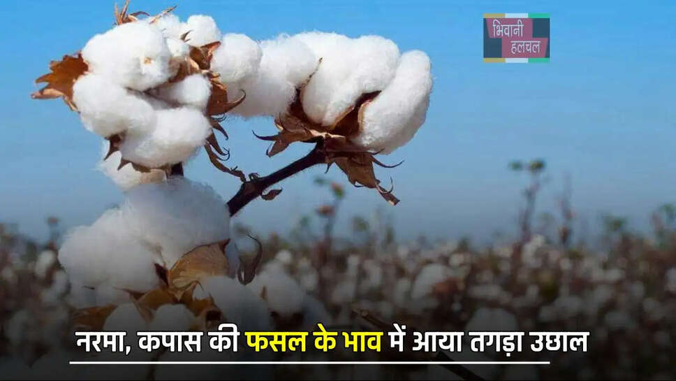 &nbsp;नरमा, कपास की फसल के भाव में आया तगड़ा उछाल, देखें आज के नए रेट