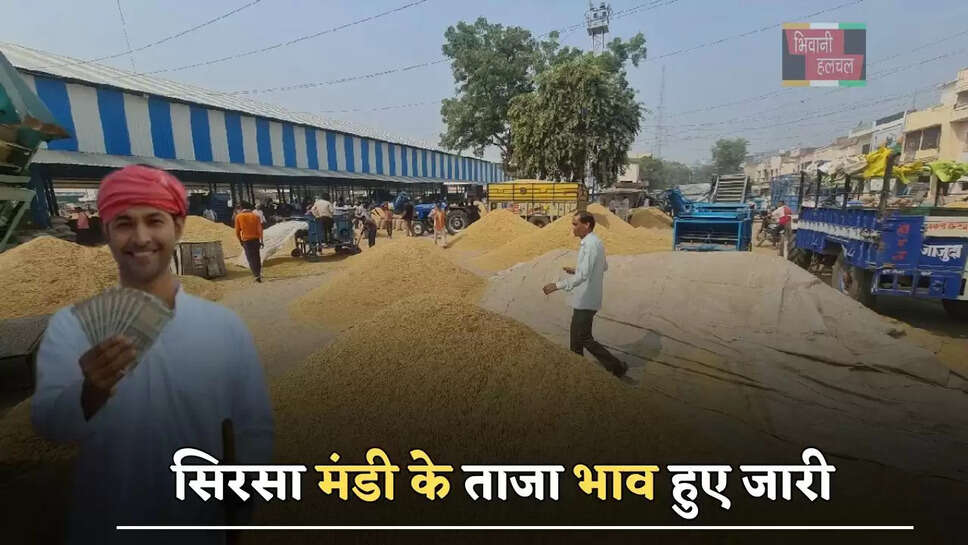 हरियाणा की सिरसा मंडी के ताजा भाव हुए जारी, देखें सभी के नए रेट &nbsp;