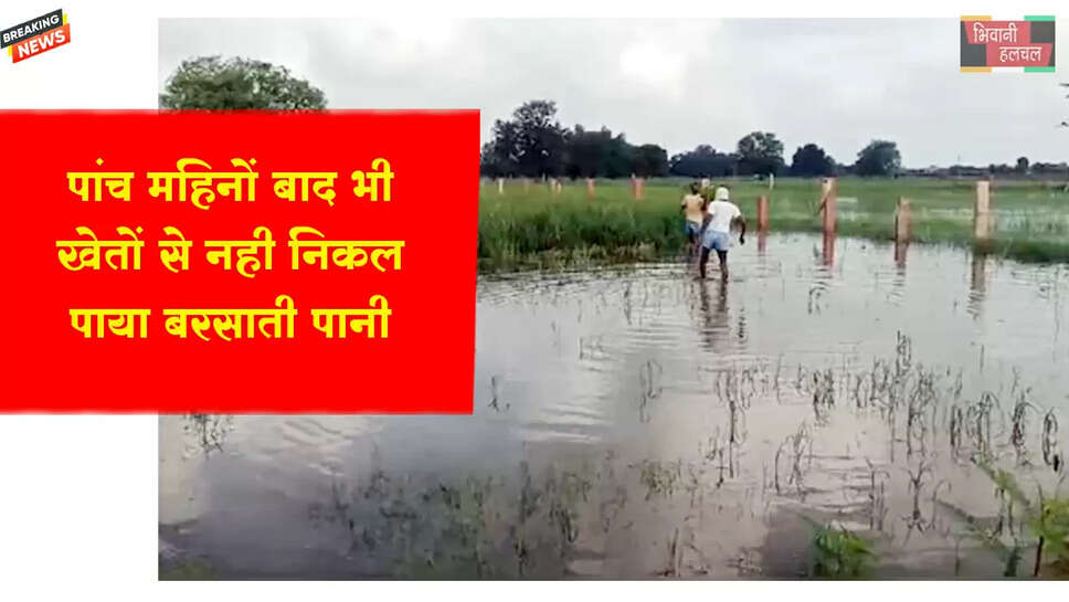 पांच माह बीतने के बाद भी नहीं निकल पाया खेतों में जमा बारिश का पानी&nbsp;