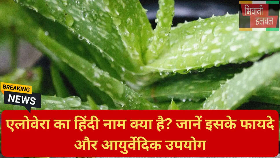 स्किन के लिए एलोवेरा