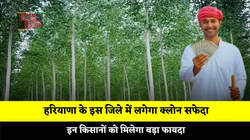 हरियाणा के इस जिले में लगेगा क्लोन सफेदा, इन किसानों को मिलेगा बड़ा फायदा&nbsp;