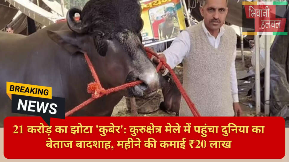 Kuber Bull Kurukshetra