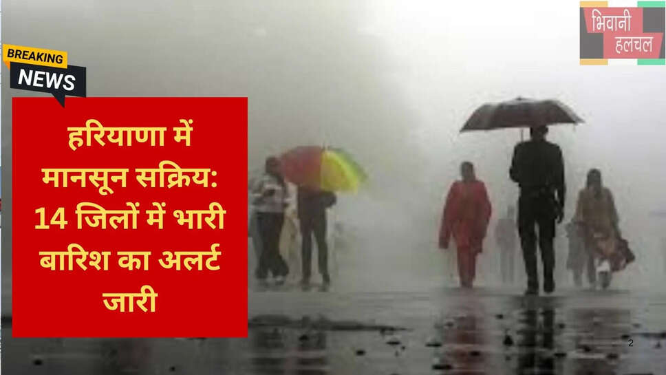 मानसूनी टर्फ हरियाणा