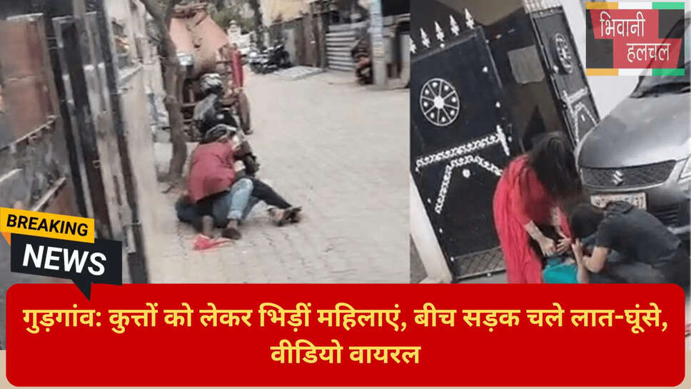 Stray Dog Issue Gurgaon News