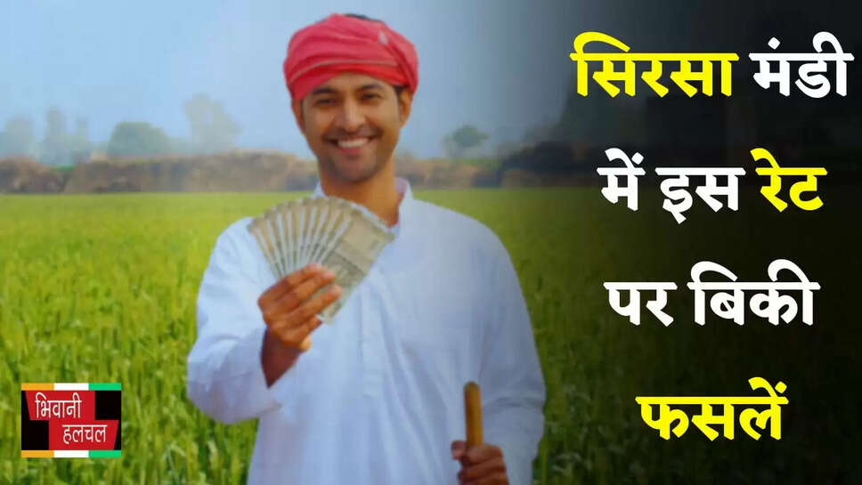 Mandi Bhav: हरियाणा की सिरसा मंडी में इस रेट पर बिकी फसलें, देखें आज के ताजा भाव