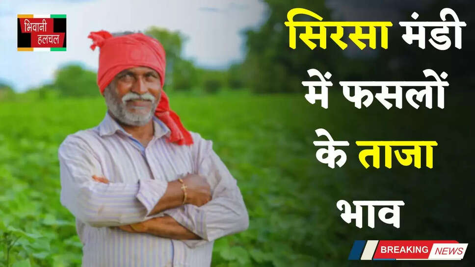 Mandi Bhav: हरियाणा की सिरसा मंडी में फसलों के नए रेट जारी, देखें आज का ताजा भाव&nbsp;