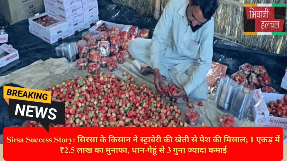 Strawberry Farming Profit per Acre