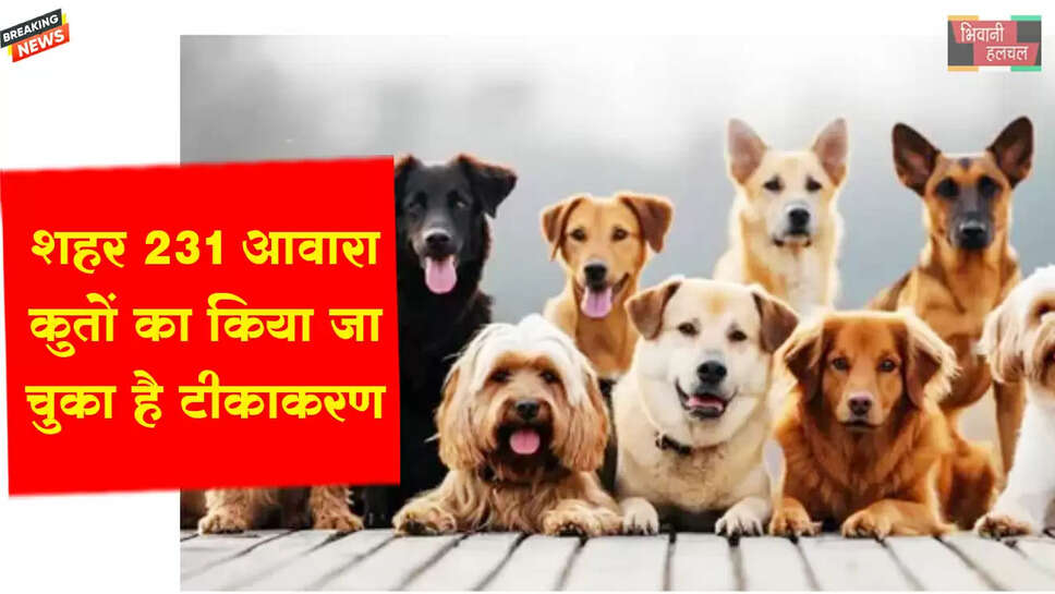शहर में 231 आवारा कुत्तों का किया जा चुका है बधियाकरण व टीकाकरण&nbsp;