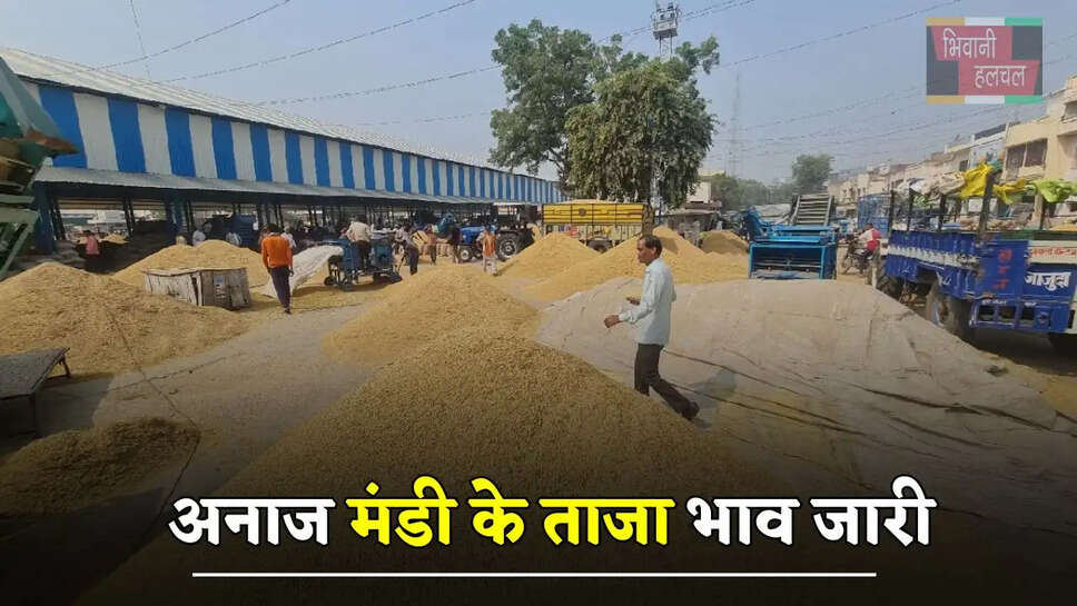 हरियाणा की सबसे फेमस अनाज मंडी के ताजा भाव जारी, देखें सभी फसलों के नए दाम