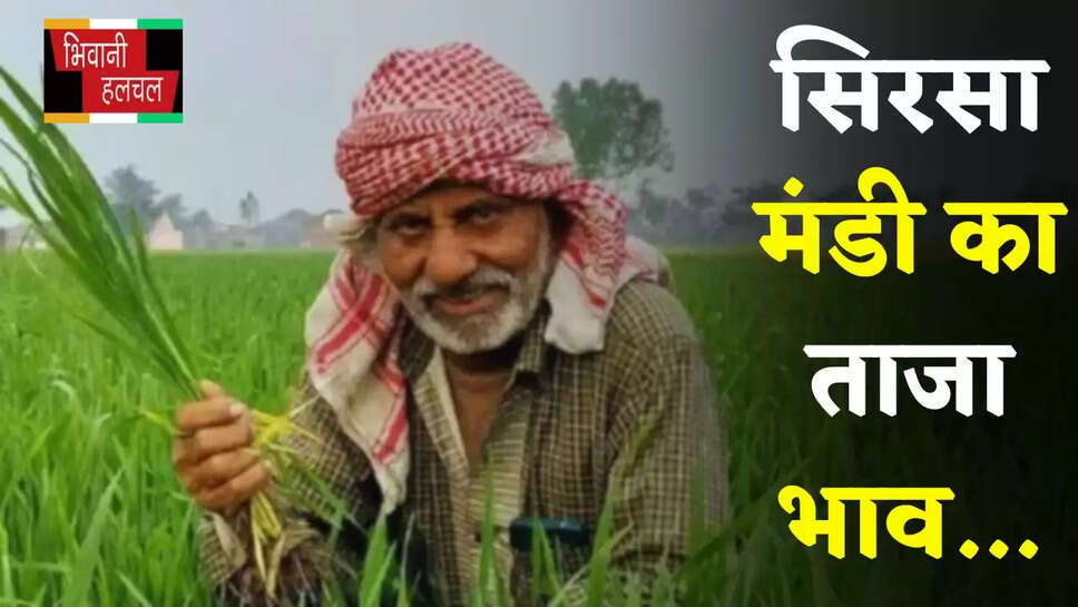 Mandi Bhav: हरियाणा की सिरसा मंडी में इस रेट पर बिकी फसलें, देखें आज का ताजा भाव