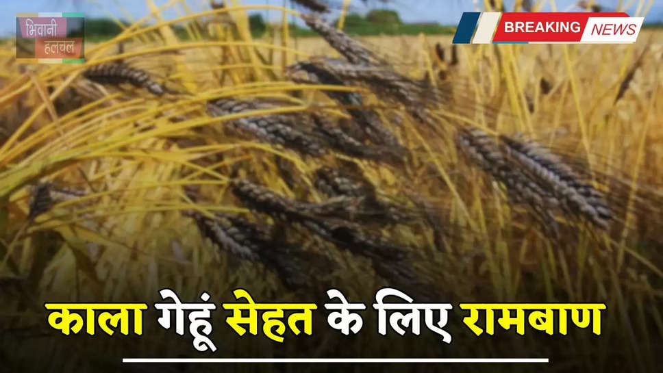 Black Wheat: काला गेहूं सेहत के लिए रामबाण, इन गंभीर बीमारियों को कर देता है जड़ से खत्म ​​​​​​​