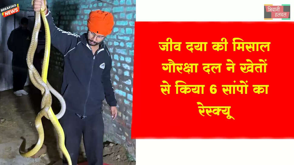जीव दया की मिसाल:&nbsp;&nbsp;खेत से किया 6 सांपों का रेस्क्यू&nbsp;