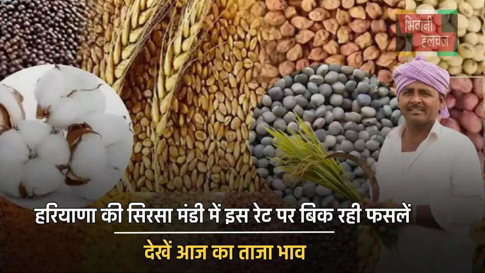 हरियाणा की सिरसा मंडी में इस रेट पर बिक रही फसलें, देखें ताजा भाव
