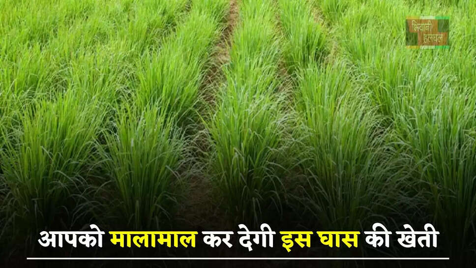 आपको मालामाल कर देगी इस घास की खेती, कम पैसे लगाकर फटाफट करें शुरू