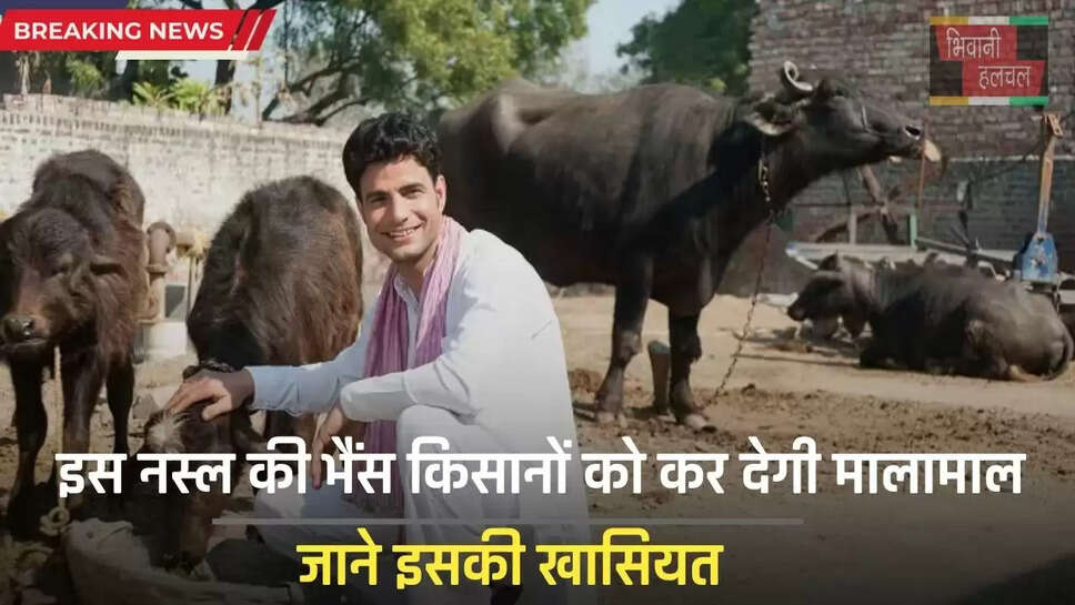 Surti Nasal Buffalo: इस नस्ल की भैंस किसानों को कर देगी मालामाल, जाने इसकी खासियत