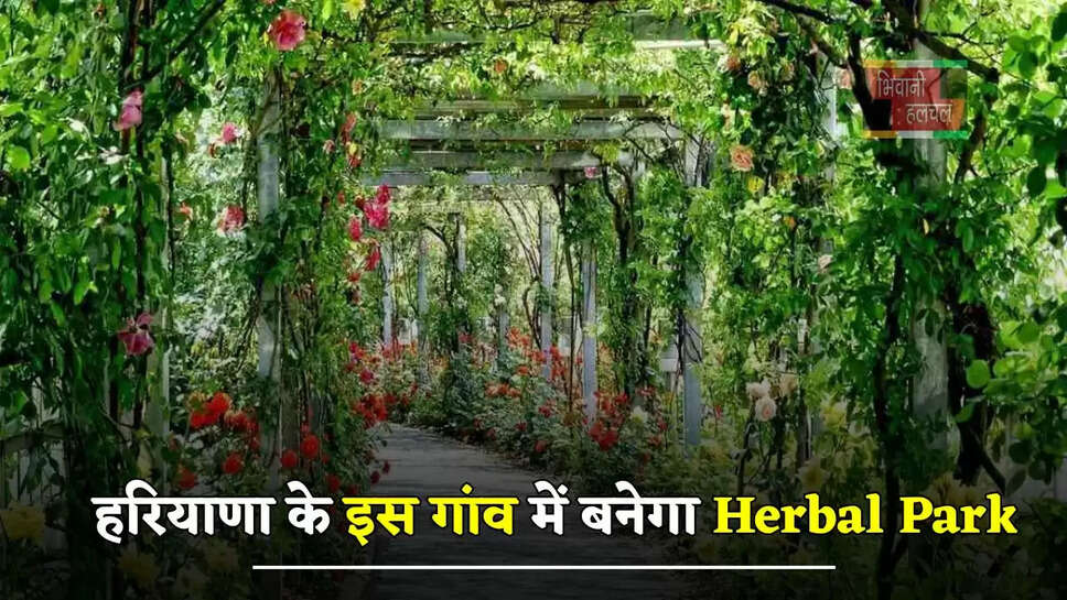 हरियाणा के इस&nbsp;गांव में बनेगा Herbal Park, 200 से ज्यादा जड़ी- बूटियों के पौधे होंगे तैयार