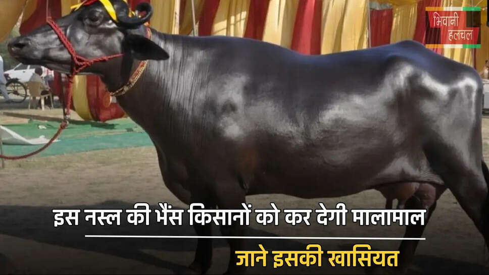  इस नस्ल की भैंस किसानों को कर देगी मालामाल, जाने इसकी खासियत
