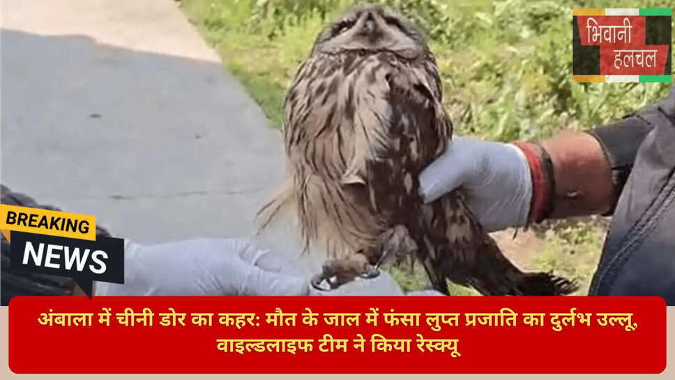 Rare Owl Injured