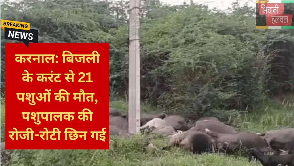 पशुपालक को मुआवजा