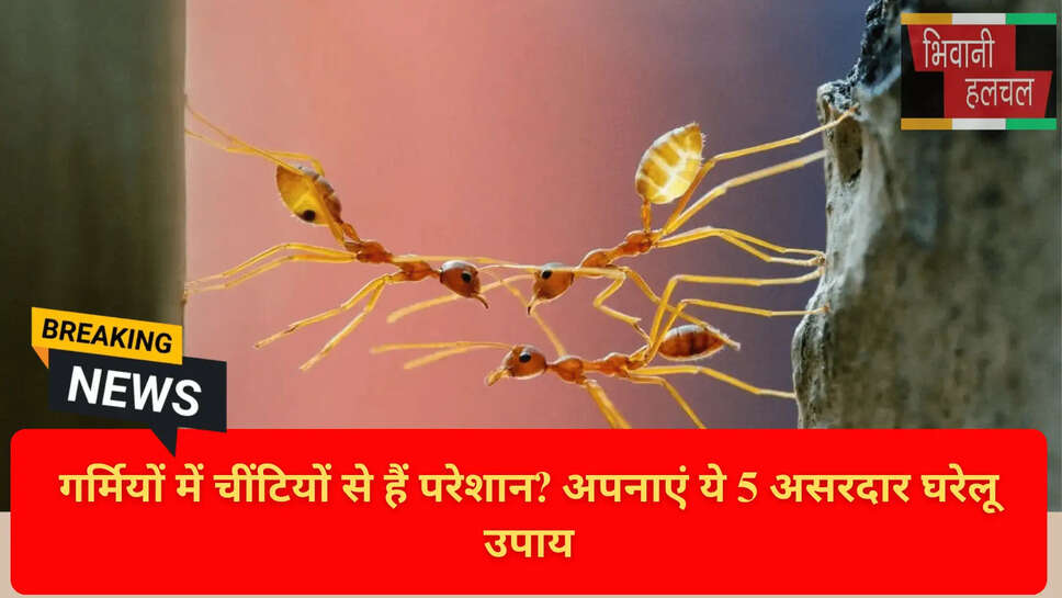 चींटियों से छुटकारा पाने के तरीके