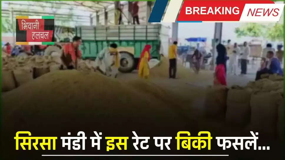 हरियाणा की सिरसा मंडी में इस रेट पर बिक रही फसलें, देखें ताजा भाव