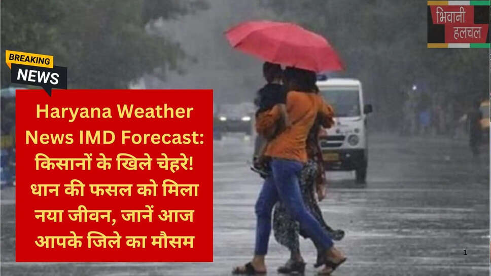 हरियाणा किसान बारिश धान फसल