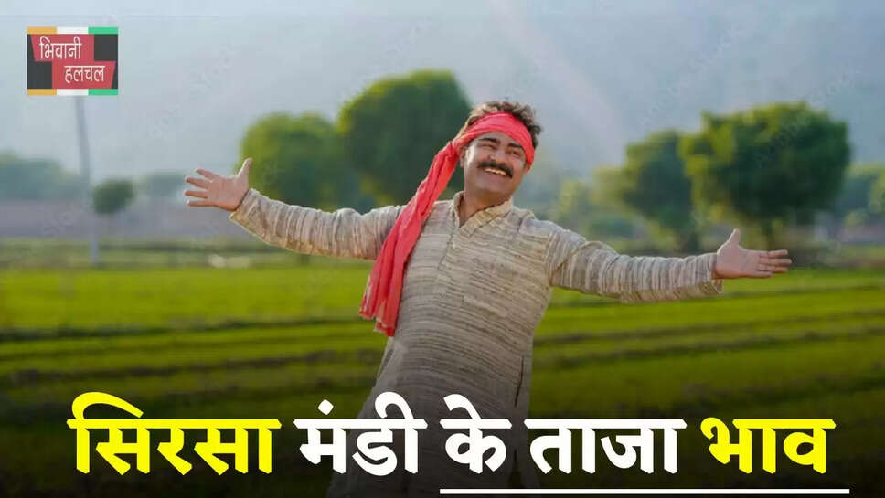 Mandi Bhav: हरियाणा की सिरसा मंडी के ताजा भाव हुए जारी, देखें सभी फसलों के नए रेट &nbsp;