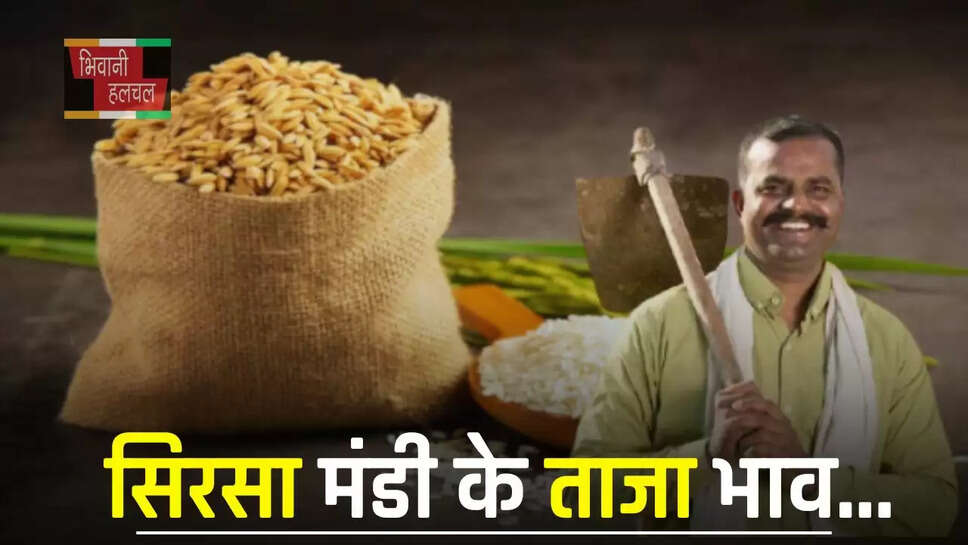 हरियाणा की सिरसा मंडी में इस रेट पर बिक रही फसलें