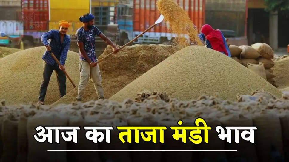 हरियाणा राजस्थान की मंडियों के ताजा भाव हुए जारी, देखें सभी मंडियों के नए रेट 