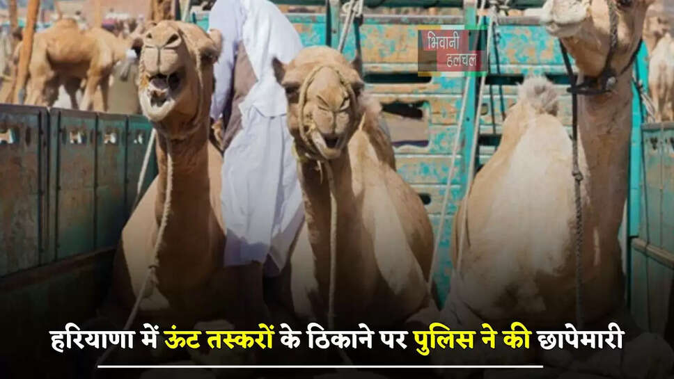 हरियाणा में ऊंट तस्करों के ठिकाने पर पुलिस ने की छापेमारी, काटने की कर रहे थे तैयारी