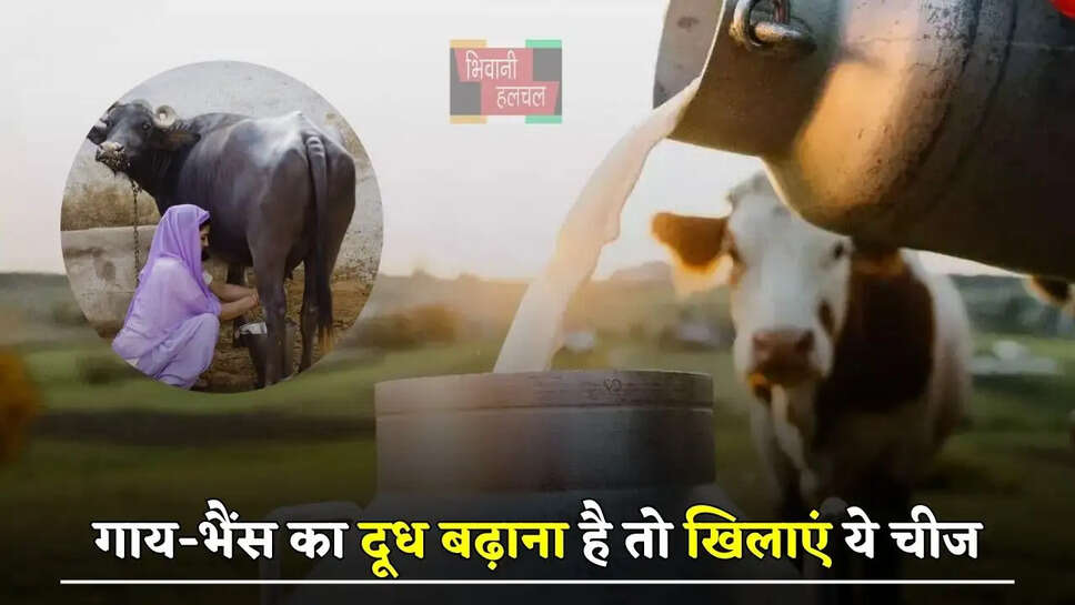 गाय-भैंस का दूध बढ़ाना है तो खिलाएं ये चीज, भर जाएगी बाल्टी