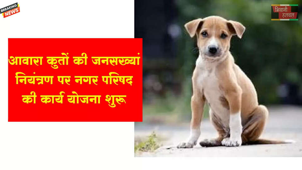 अस्थाई शेल्टर होम में होगी आवारा कुत्तों की नसबंदी 