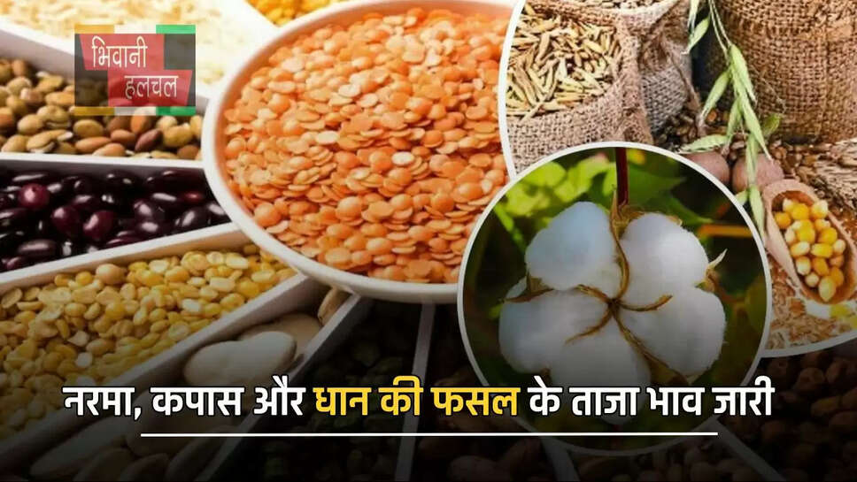नरमा, कपास और धान की फसल के ताजा भाव जारी, देखें हरियाणा समेत सभी मंडियों के नए रेट&nbsp;