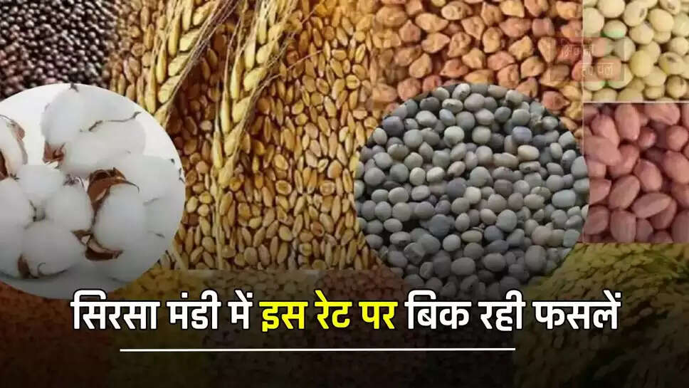 हरियाणा की सिरसा मंडी में इस रेट पर बिक रही फसलें, देखें ताजा भाव