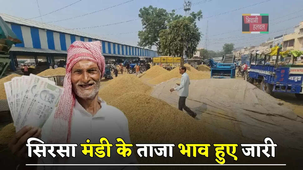 हरियाणा की सिरसा मंडी&nbsp;के ताजा भाव हुए जारी, देखें सभी&nbsp;फसलों&nbsp;के नए रेट