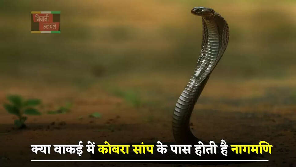 क्या वाकई में कोबरा सांप के पास होती है नागमणि, जाने एक्सपर्ट की राय