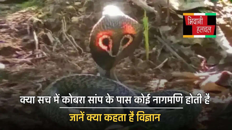 क्या सच में कोबरा सांप के पास कोई नागमणि होती है, जानें क्या कहता है विज्ञान&nbsp;
