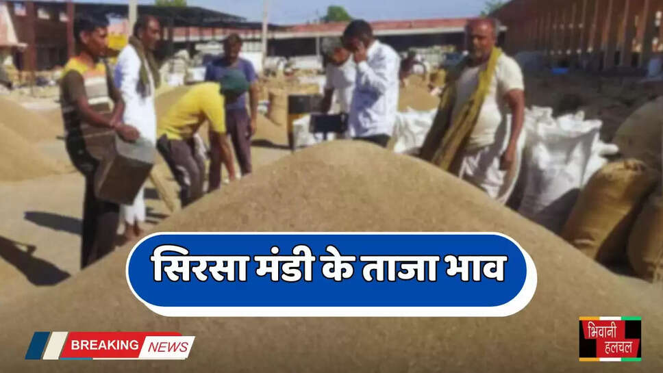 Mandi Bhav: हरियाणा की सिरसा मंडी के ताजा भाव हुए जारी, देखें सभी के नए रेट &nbsp;