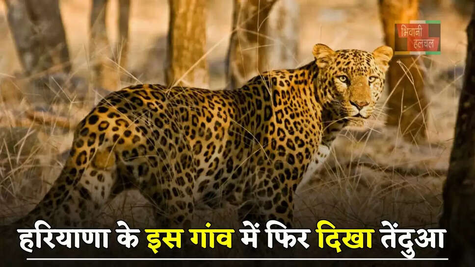 हरियाणा के इस गांव&nbsp;में फिर दिखा तेंदुआ, लोगों में&nbsp;दहशत का माहौल